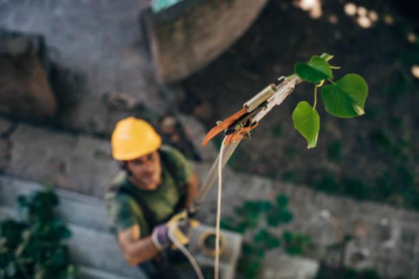 Best Tree Removal  in Leander, TX