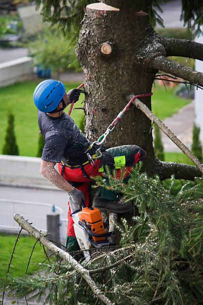 Best Tree Mulching  in Leander, TX