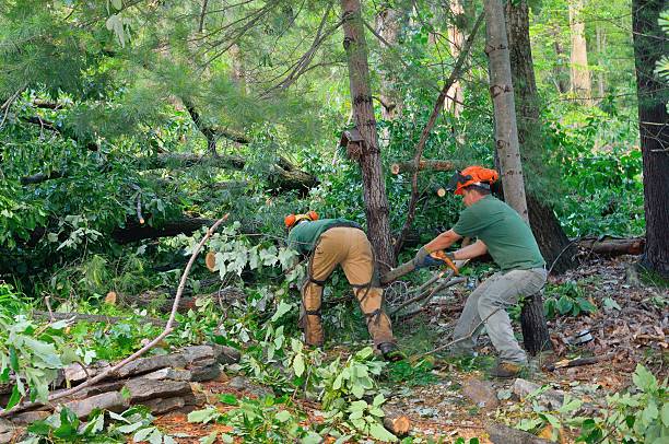 Best Stump Grinding and Removal  in Leander, TX