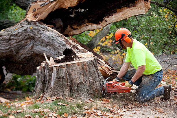 Best Fruit Tree Pruning  in Leander, TX